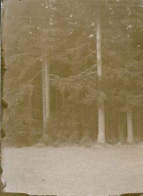 00000000 - 9661 - Ort unbekannt - Waldrand.jpg