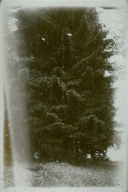 00000000 - 9664 - Ort unbekannt - Waldrand.jpg