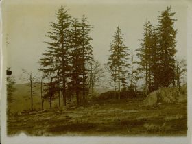 00000000 - 9780 - Ort unbekannt - Baumgruppe.jpg