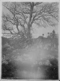 00000000 - 9781 - Ort unbekannt - Alter Baum - unbekannt, unbekannt.jpg