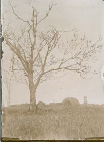 00000000 - 9783 - Ort unbekannt - Blühender Baum.jpg