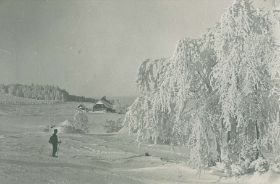 00000000 - 9762 - Ort unbekannt - Reif an Bäumen - unbekannt.jpg