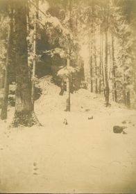 00000000 - 9691 - Ort unbekannt - Tannen im Schnee.jpg