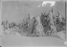 00000000 - 9693 - Ort unbekannt - Verschneite Tannen.jpg