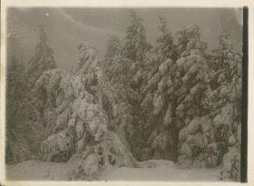 00000000 - 9695 - Ort unbekannt - Schneebedeckte Tannen.jpg