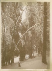 00000000 - 9697 - Ort unbekannt - Schneebedeckte Tannen.jpg