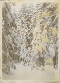 00000000 - 9710 - Ort unbekannt - Verschneite Tannen - unbekannt.jpg