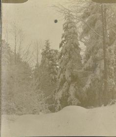 00000000 - 9717 - Ort unbekannt - Verschneite Bäume.jpg