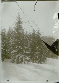 00000000 - 9739 - Ort unbekannt - Tannen im Schnee.jpg