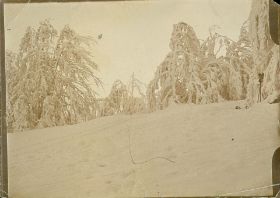 00000000 - 9719 - Ort unbekannt - verschneite Büsche.jpg