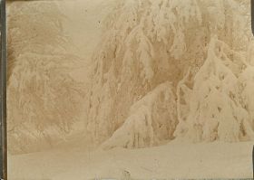 00000000 - 9718 - Ort unbekannt - Verschneite Tanne.jpg