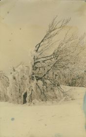 00000000 - 9699 - Ort unbekannt - Schneebedeckter Baum.jpg