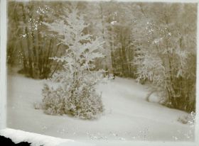 00000000 - 9692 - Ort unbekannt - Busch mit Reif.jpg